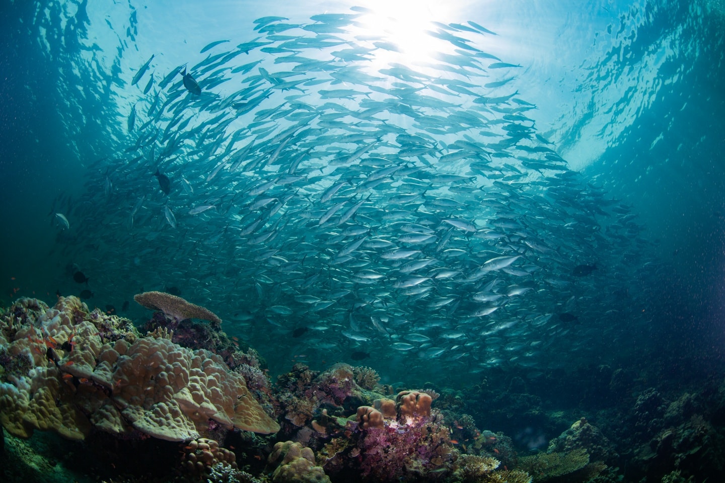 Schooling Barracudas