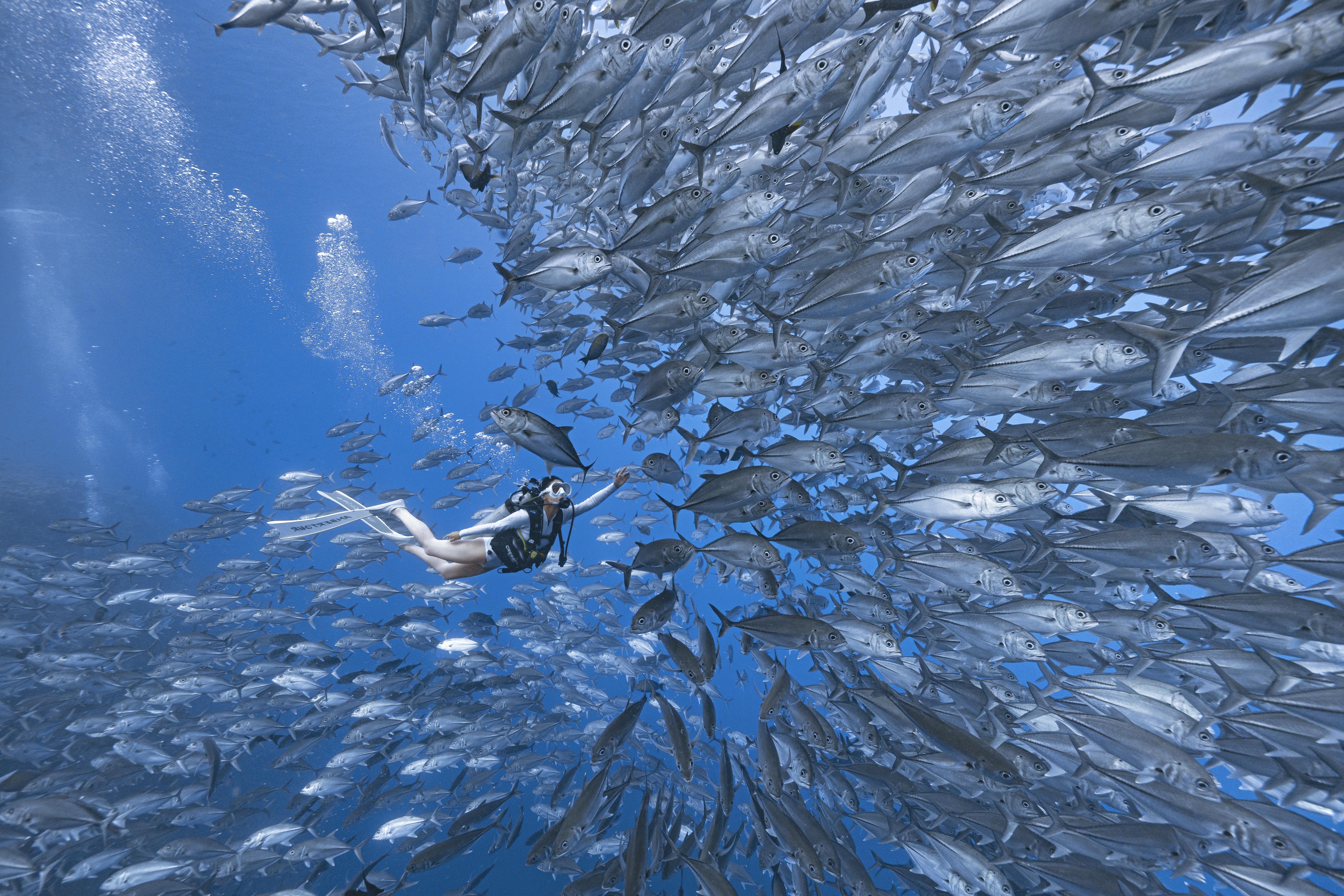 Sipadan Island Wall Dive